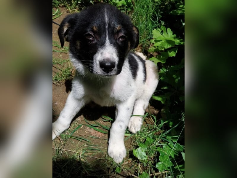 Hundekind „Minou“, ausreisebereit Ende Juni 2025, sucht Familie