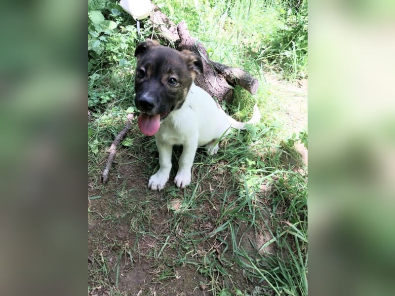 Hundekind „GERTI“, ausreisebereit Ende Juni 2025, sucht Familie