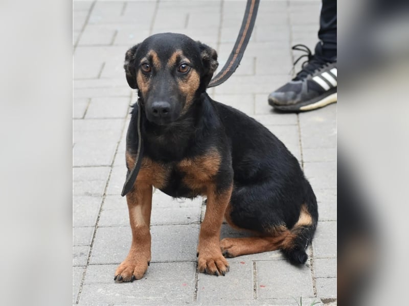Kleine, noch zurückhaltende Hündin „Gerti“, ca. 2023 geboren, sucht ein liebes Zuhause