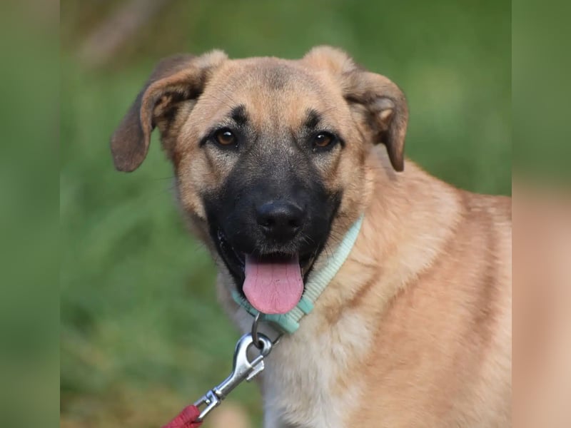 „Kira“, aktive und verspielte Junghündin, ca. 05.2024 geboren, sehr lieb!