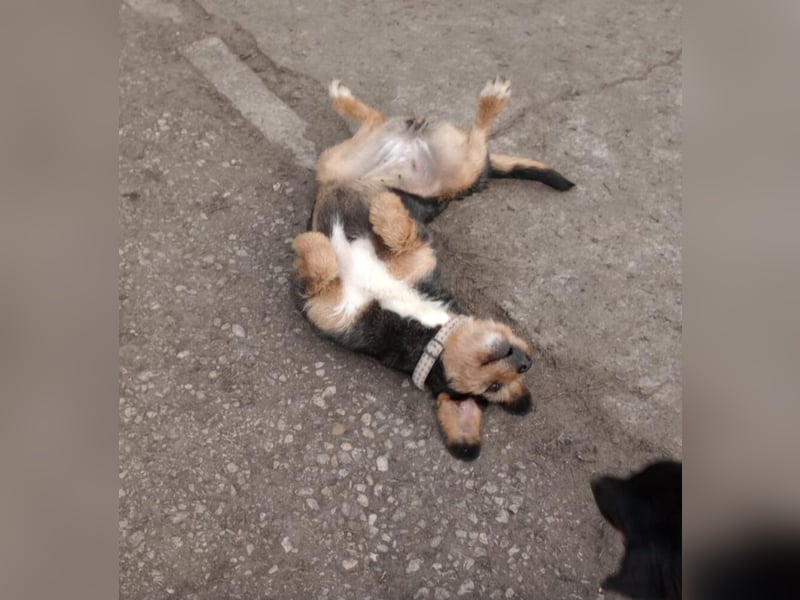„Mia“, liebe, aktive und gut verträgliche Mischlingshündin, ca. 2 Jahre alt.