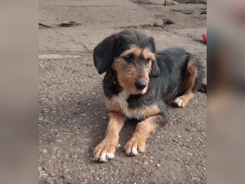 „Mia“, liebe, aktive und gut verträgliche Mischlingshündin, ca. 2 Jahre alt.