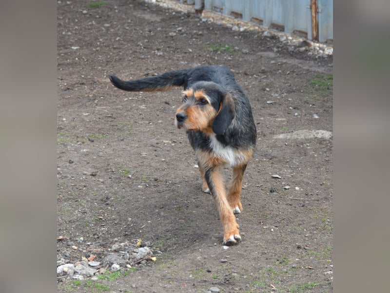„Mia“, liebe, aktive und gut verträgliche Mischlingshündin, ca. 2 Jahre alt.