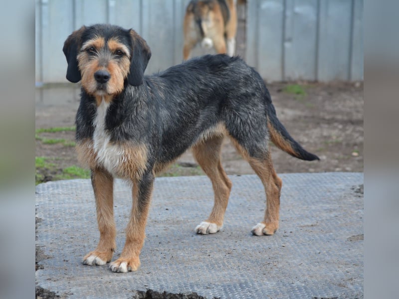 „Mia“, liebe, aktive und gut verträgliche Mischlingshündin, ca. 2 Jahre alt.
