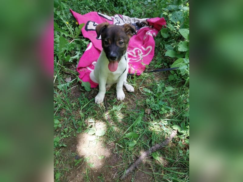 Hundekind „GERTI“, ausreisebereit Ende Juni 2025, sucht Familie