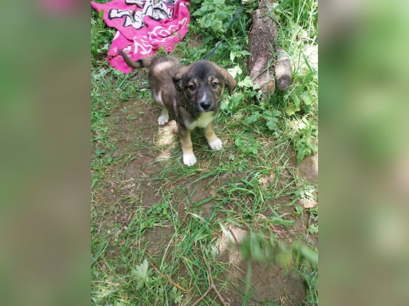 Hundekind „GRACIE“, ausreisebereit Ende Juni 2025, sucht Familie