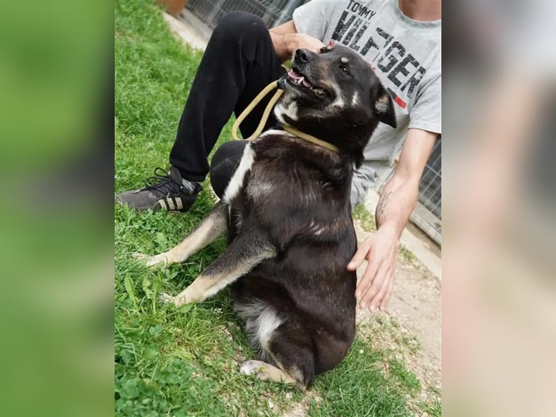 Liebe Mischlingshündin „Bibbi“, ca. 04.04.2021 geboren, gut verträglich, lieb, freundlich