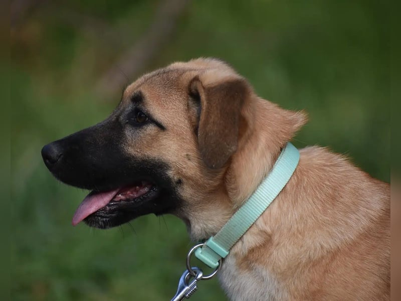 „Kira“, aktive und verspielte Junghündin, ca. 05.2024 geboren, sehr lieb!