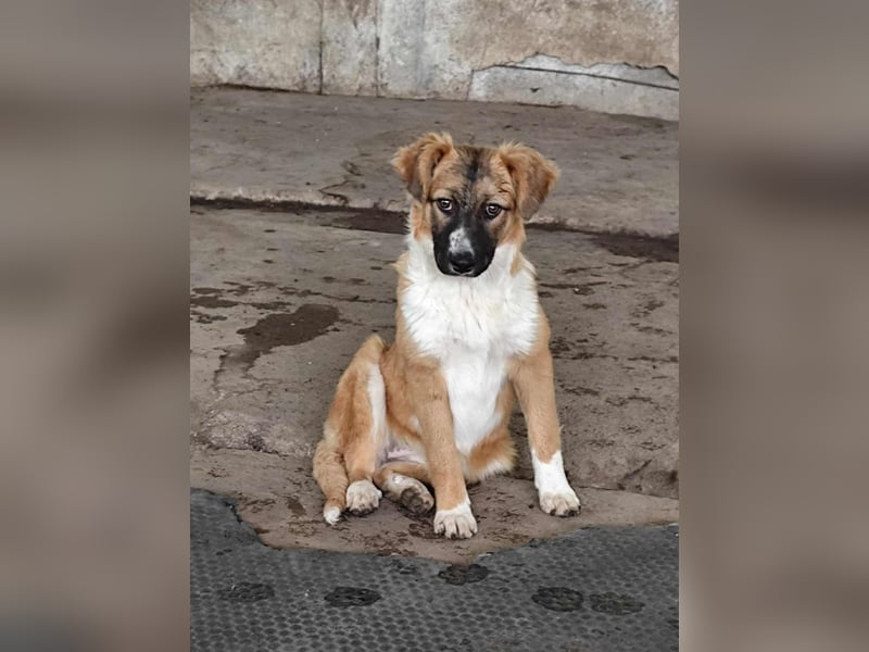 „Marisa“,Liebe Junghündin sucht ein Zuhause, gut verträglich. Noch zurückhaltend.