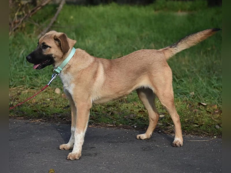 „Kira“, aktive und verspielte Junghündin, ca. 05.2024 geboren, sehr lieb!