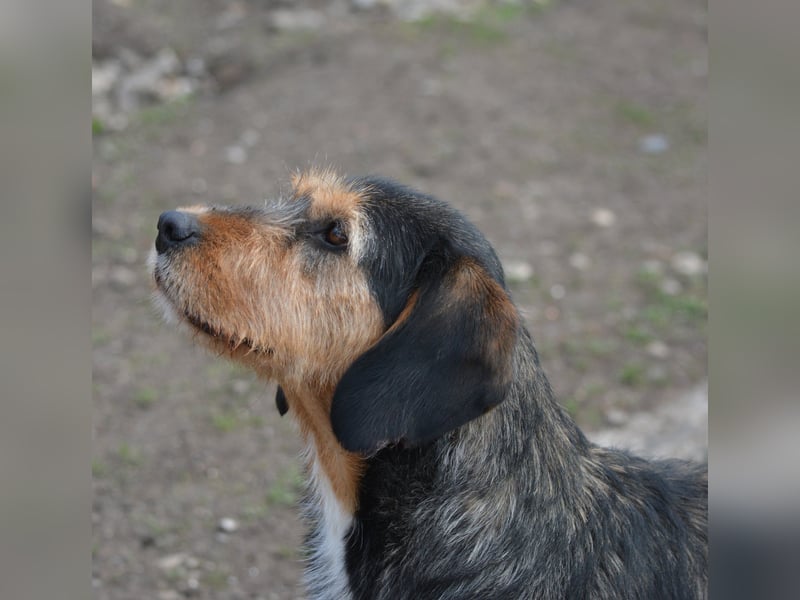 „Mia“, liebe, aktive und gut verträgliche Mischlingshündin, ca. 2 Jahre alt.