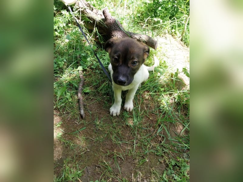 Hundekind „GERTI“, ausreisebereit Ende Juni 2025, sucht Familie