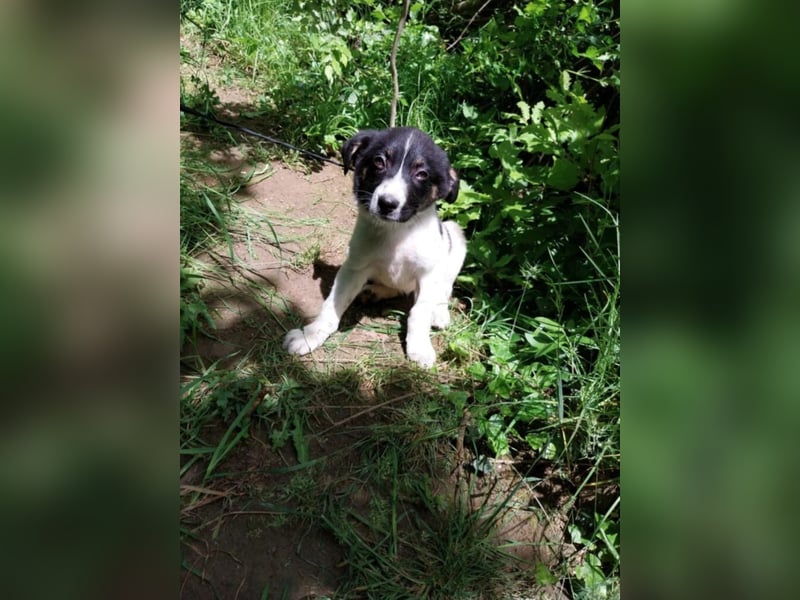 Hundekind „Minou“, ausreisebereit Ende Juni 2025, sucht Familie