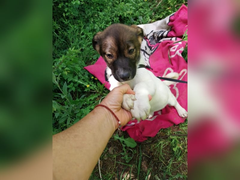 Hundekind „GERTI“, ausreisebereit Ende Juni 2025, sucht Familie