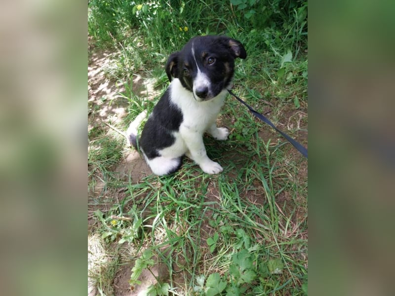 Hundekind „Minou“, ausreisebereit Ende Juni 2025, sucht Familie