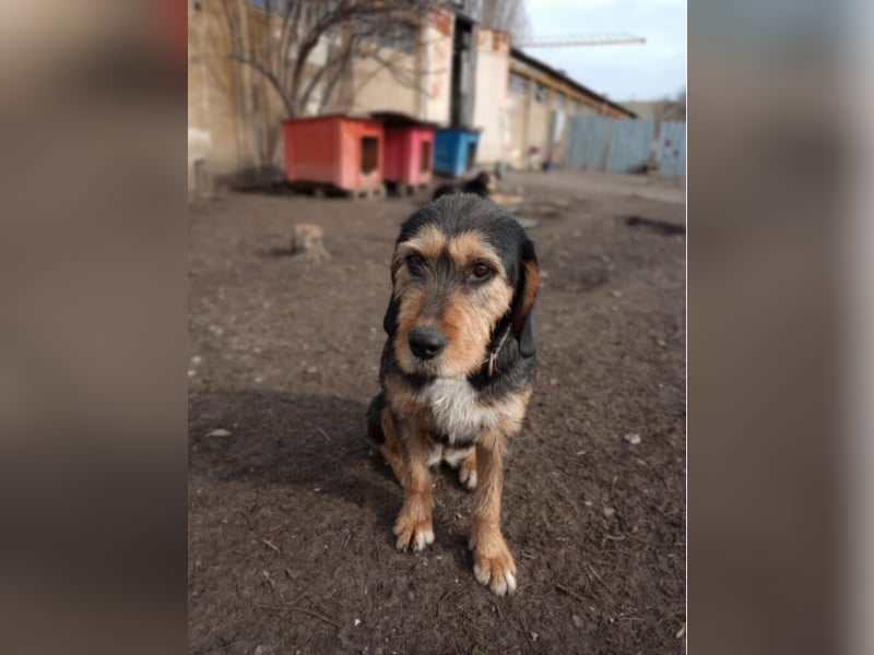 „Mia“, liebe, aktive und gut verträgliche Mischlingshündin, ca. 2 Jahre alt.