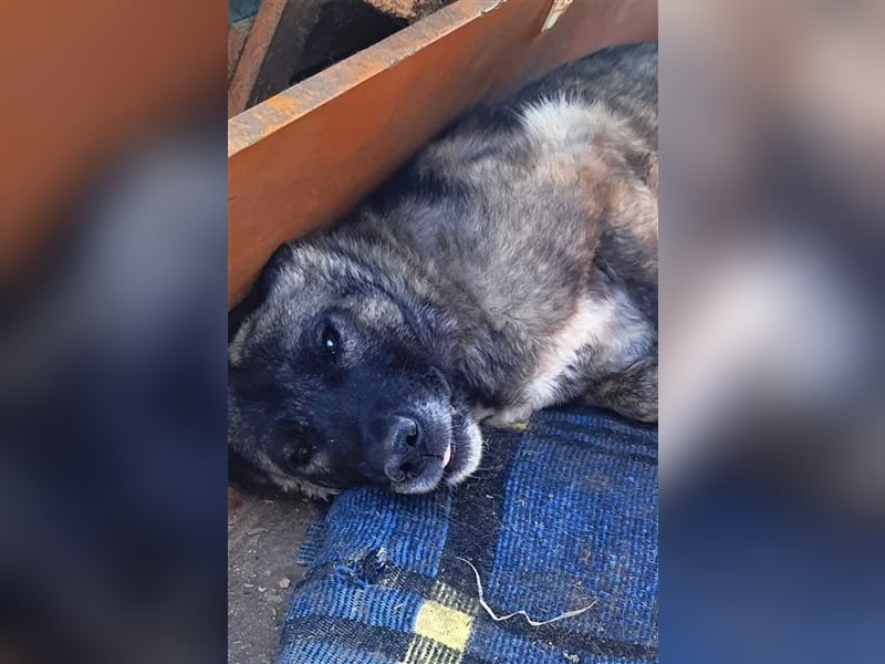 „Elinor“, ca. 2022 geboren, sie wurde fast ihr ganzes Leben in einem dunklen Verschlag gehalten