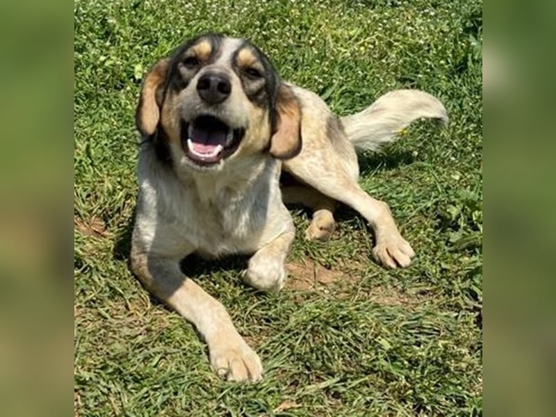 Elise, geb. ca.12/2021, lebt in GRIECHENLAND, auf einem Gelände, auf dem die Hunde notdürftig versor