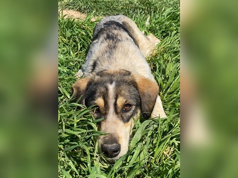 Elise, geb. ca.12/2021, lebt in GRIECHENLAND, auf einem Gelände, auf dem die Hunde notdürftig versor