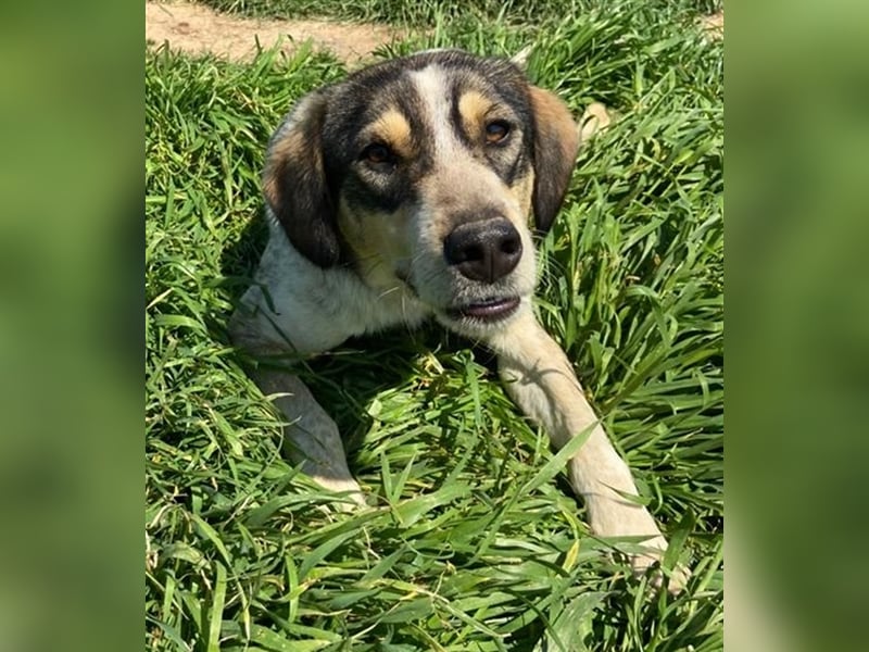 Elise, geb. ca.12/2021, lebt in GRIECHENLAND, auf einem Gelände, auf dem die Hunde notdürftig versor