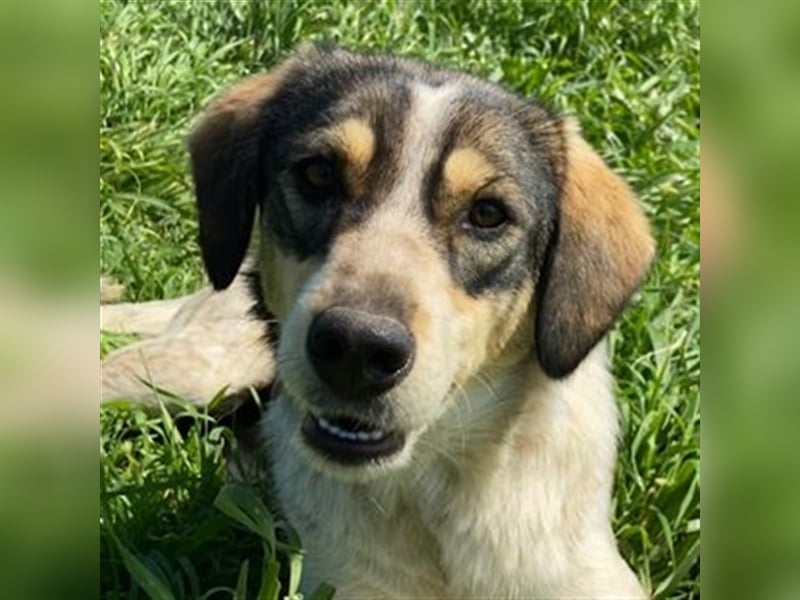 Elise, geb. ca.12/2021, lebt in GRIECHENLAND, auf einem Gelände, auf dem die Hunde notdürftig versor