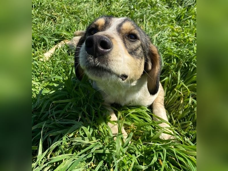 Elise, geb. ca.12/2021, lebt in GRIECHENLAND, auf einem Gelände, auf dem die Hunde notdürftig versor