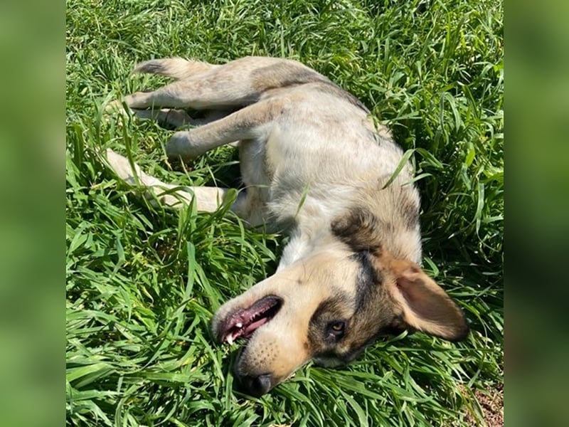Elise, geb. ca.12/2021, lebt in GRIECHENLAND, auf einem Gelände, auf dem die Hunde notdürftig versor