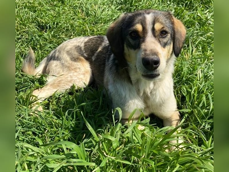 Elise, geb. ca.12/2021, lebt in GRIECHENLAND, auf einem Gelände, auf dem die Hunde notdürftig versor