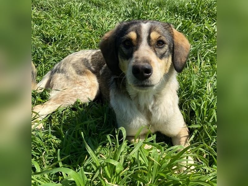 Elise, geb. ca.12/2021, lebt in GRIECHENLAND, auf einem Gelände, auf dem die Hunde notdürftig versor