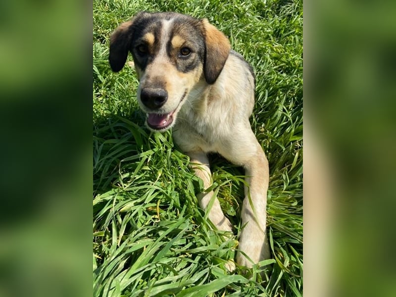 Elise, geb. ca.12/2021, lebt in GRIECHENLAND, auf einem Gelände, auf dem die Hunde notdürftig versor