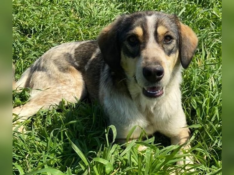 Elise, geb. ca.12/2021, lebt in GRIECHENLAND, auf einem Gelände, auf dem die Hunde notdürftig versor