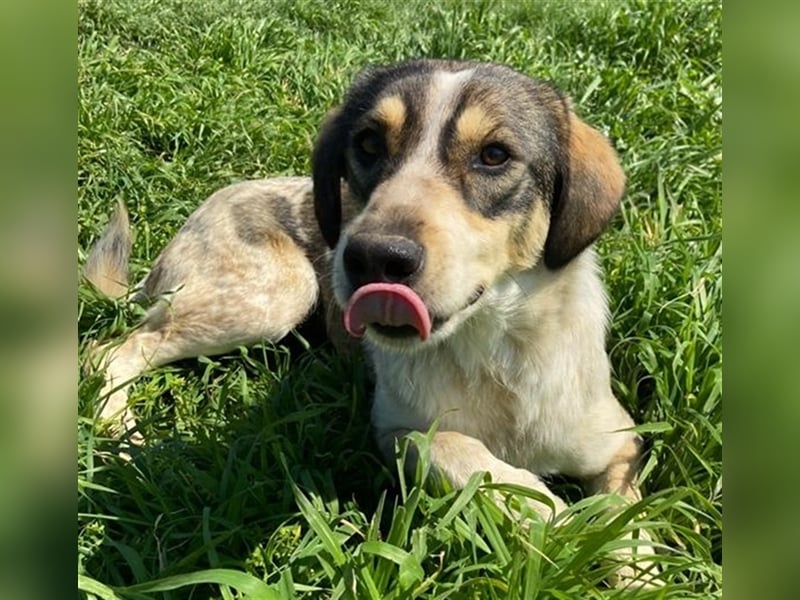 Elise, geb. ca.12/2021, lebt in GRIECHENLAND, auf einem Gelände, auf dem die Hunde notdürftig versor