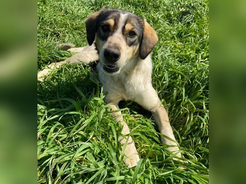 Elise, geb. ca.12/2021, lebt in GRIECHENLAND, auf einem Gelände, auf dem die Hunde notdürftig versor