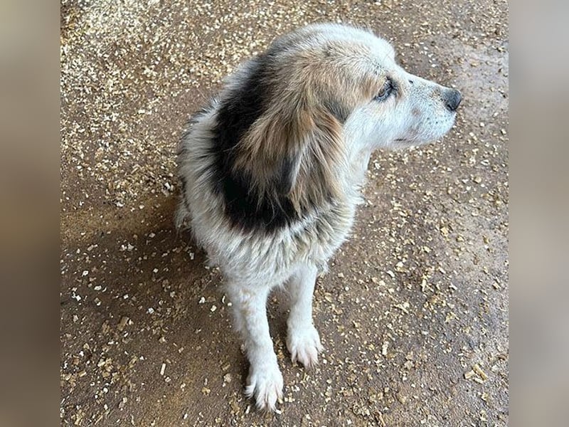 liebebedürftige FOLTI - 10 Jahre, 45cm/15kg - Mischling