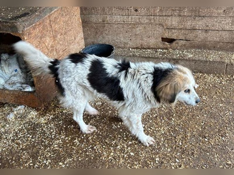 liebebedürftige FOLTI - 10 Jahre, 45cm/15kg - Mischling