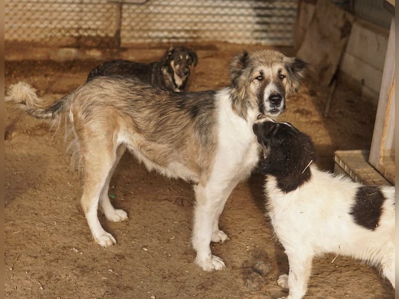 Talia, geb. ca. 09/2022, lebt in GRIECHENLAND, im städt. Tierheim Serres