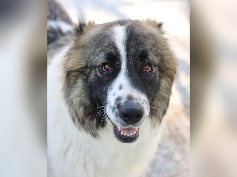 Marla, geb. ca. 06/2020, lebt in GRIECHENLAND, im städt. Tierheim Serres