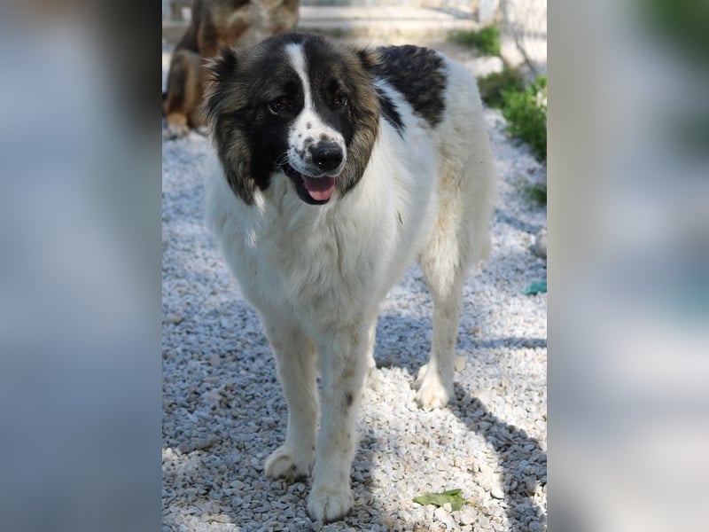 Marla, geb. ca. 06/2020, lebt in GRIECHENLAND, im städt. Tierheim Serres