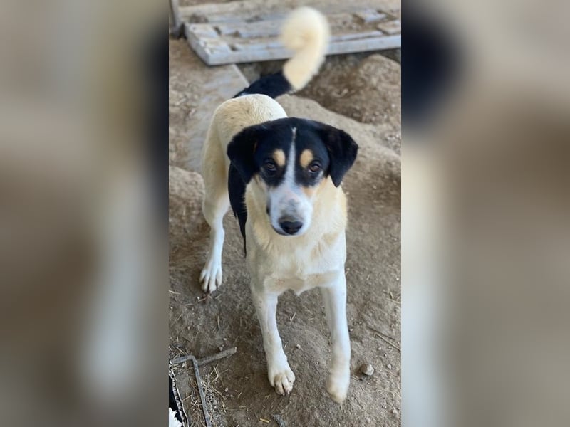 Fanny, geb. ca. 04/2021, lebt in GRIECHENLAND, im städt. Tierheim Serres