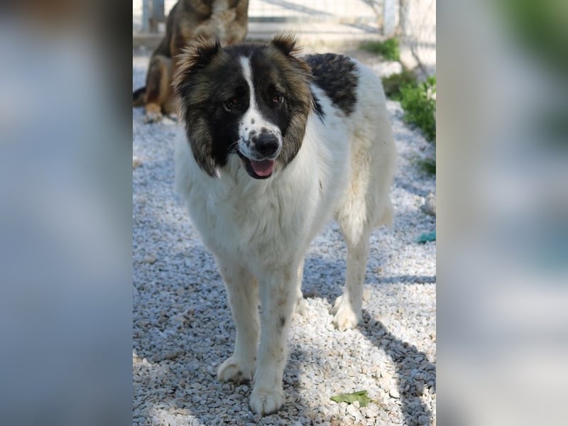 Marla, geb. ca. 06/2020, lebt in GRIECHENLAND, im städt. Tierheim Serres