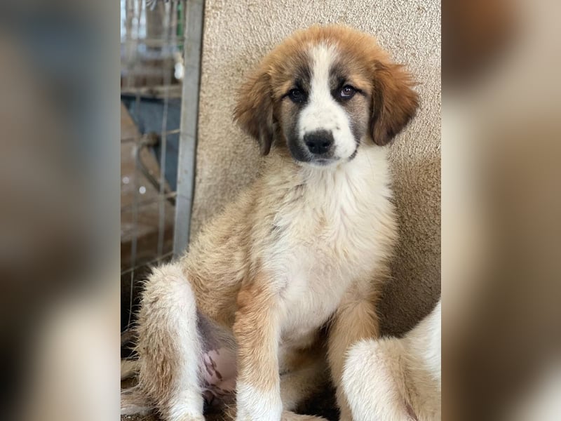 Zarina, geb. ca. 01/2025, lebt in GRIECHENLAND, im städt. Tierheim Serres
