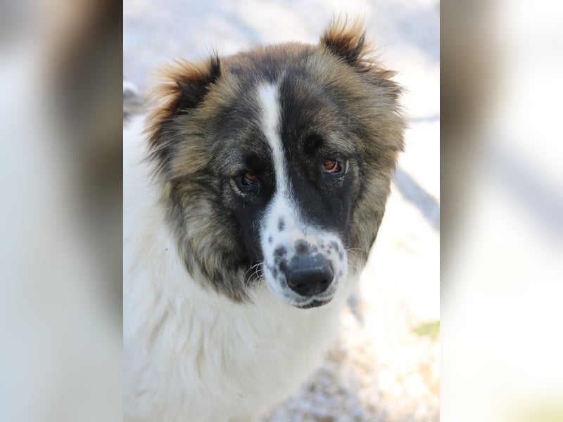 Marla, geb. ca. 06/2020, lebt in GRIECHENLAND, im städt. Tierheim Serres