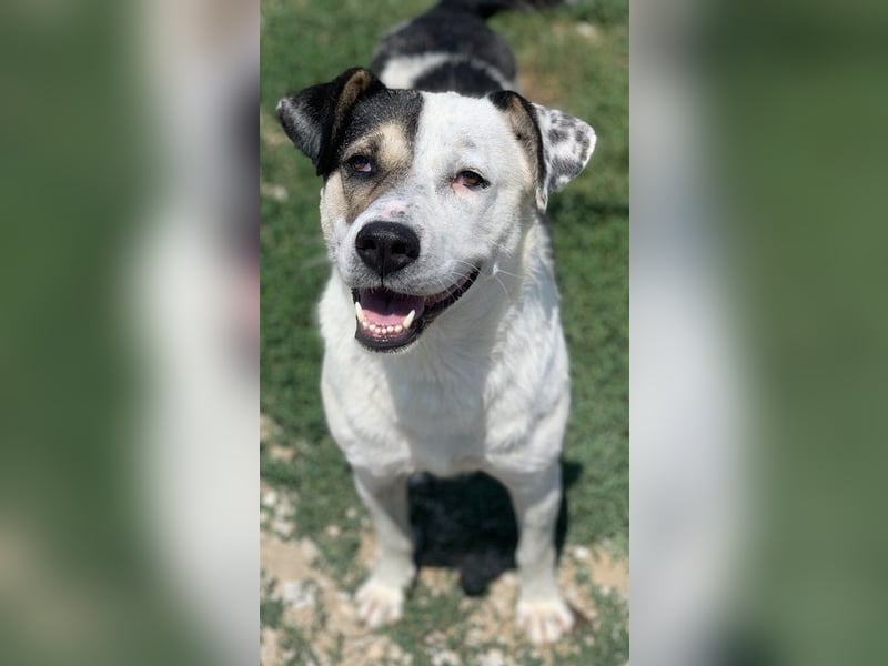 Marisa, geb. ca. 12/2017, lebt in GRIECHENLAND, im städt. Tierheim Serres