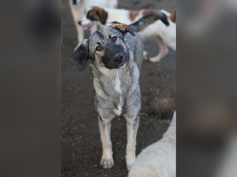 Nina Chuba, geb. ca. 02/2024, lebt in GRIECHENLAND, im städt. Tierheim Serres