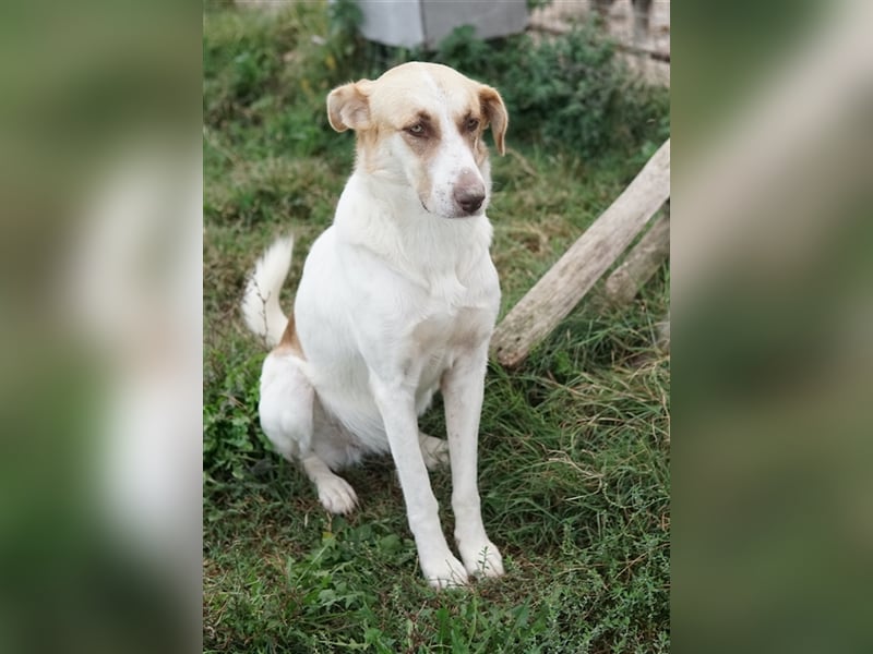 Evi, geb. ca. 06/2020, lebt in GRIECHENLAND, im städt. Tierheim Serres