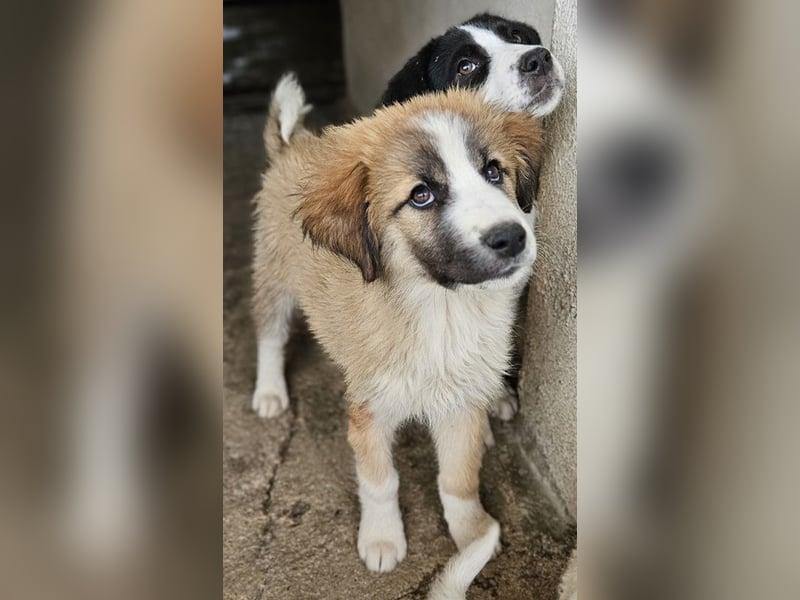 Zarina, geb. ca. 01/2025, lebt in GRIECHENLAND, im städt. Tierheim Serres
