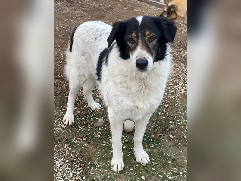 Xalia, geb. ca. 03/2018, lebt in GRIECHENLAND, im städt. Tierheim Serres