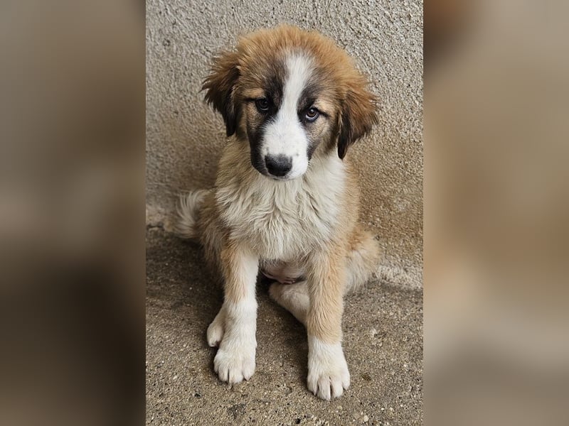 Zarina, geb. ca. 01/2025, lebt in GRIECHENLAND, im städt. Tierheim Serres