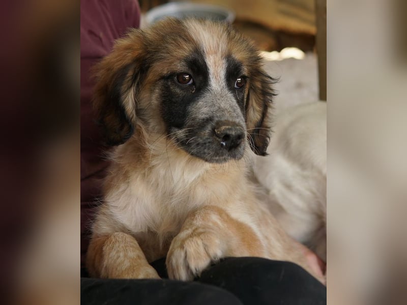 Toffee, geb. ca. 01/2023, lebt in GRIECHENLAND, im städt. Tierheim Serres