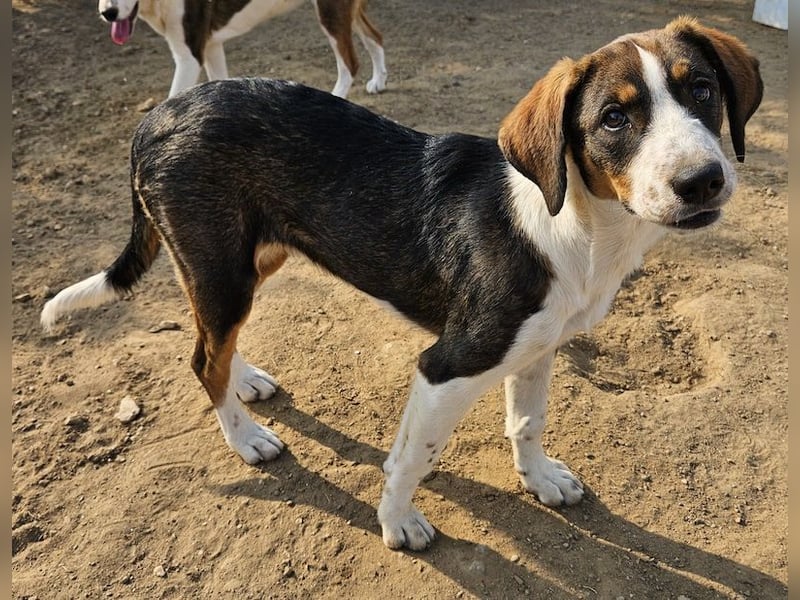 Darcy, geb. ca. 05/2024, lebt in GRIECHENLAND, auf einer privaten Pflegestelle
